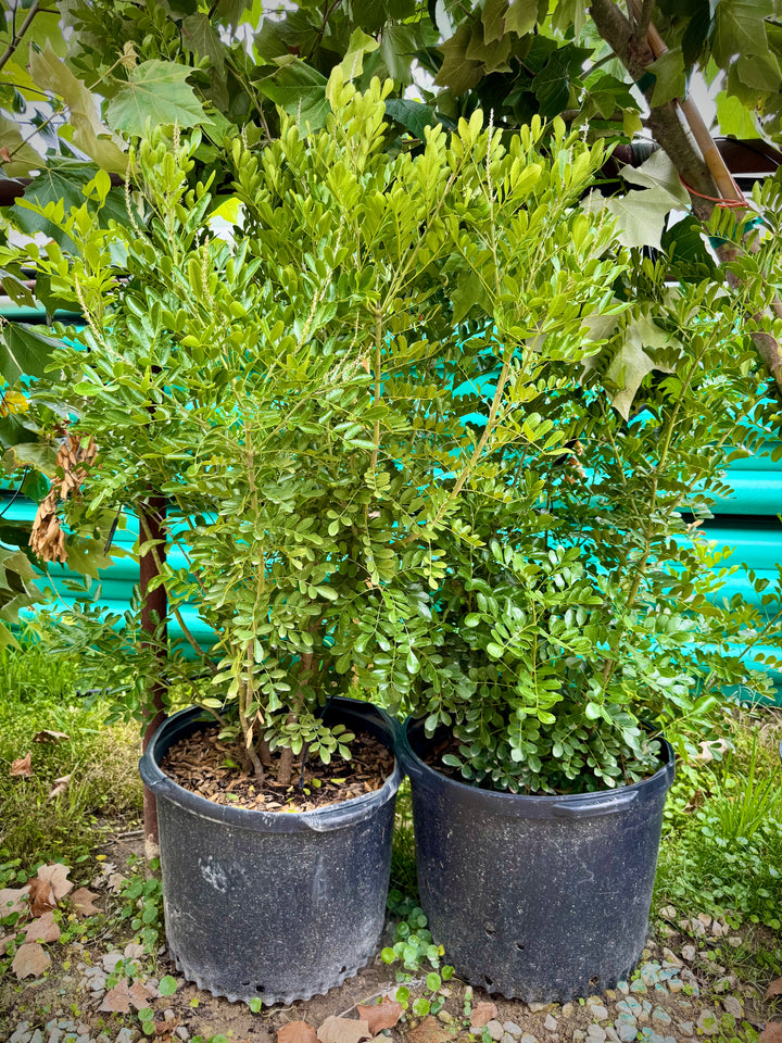 Texas Mountain Laurel - Sophora secundiflora