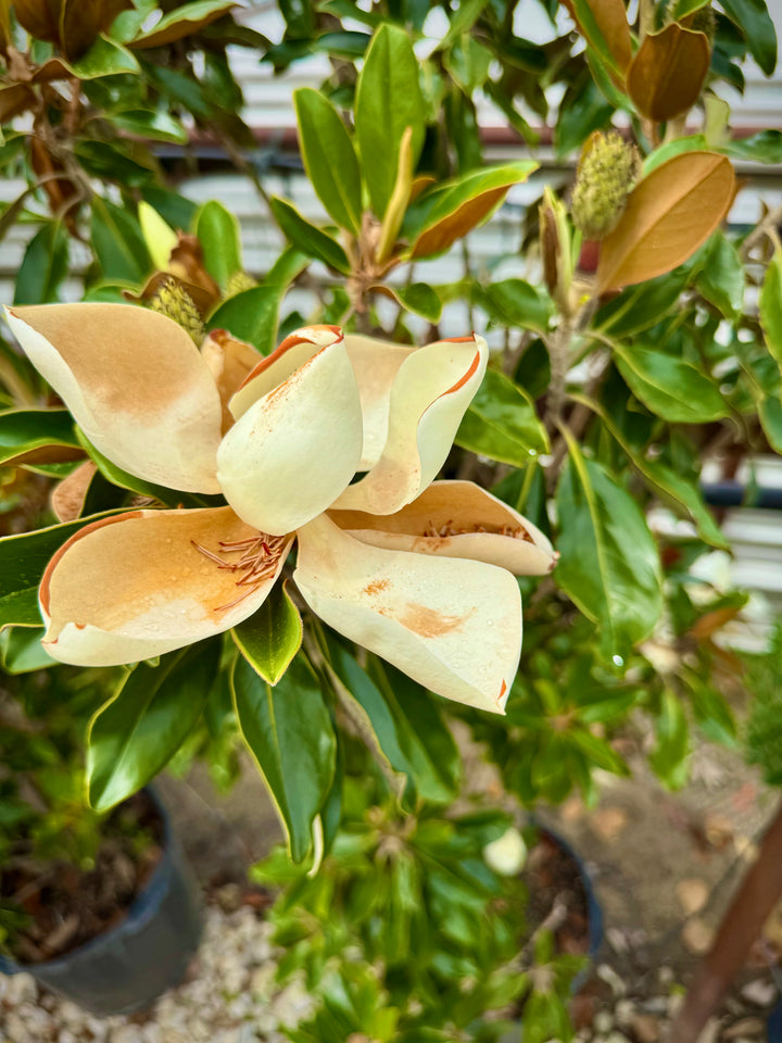 Little Gem Southern Magnolia - Magnolia Grandiflora