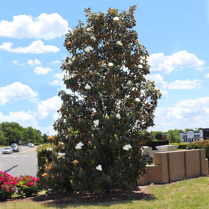 Little Gem Southern Magnolia - Magnolia Grandiflora
