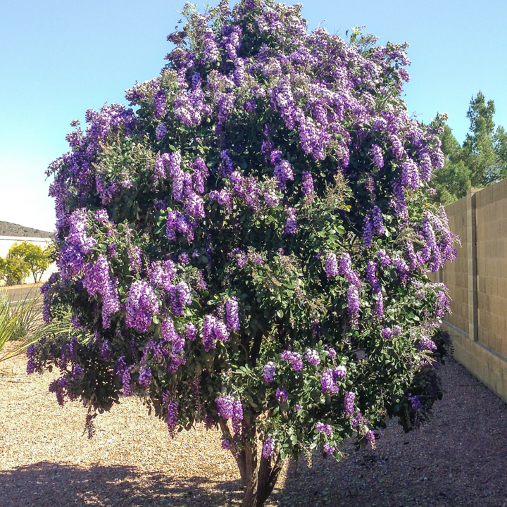 Texas Mountain Laurel - Sophora secundiflora